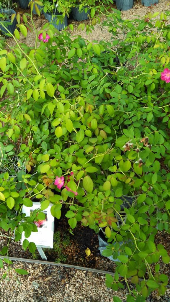  photo IMG_20140924_101513_578.jpg